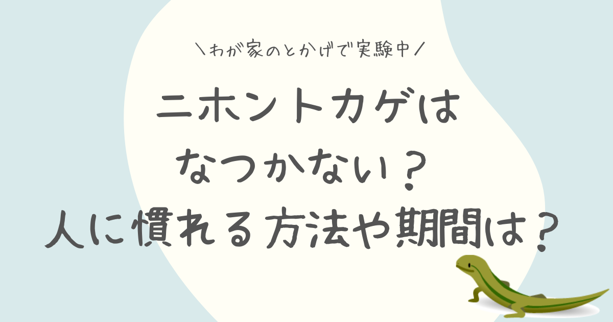 ニホントカゲはなつかない？人に慣れる方法や期間は？